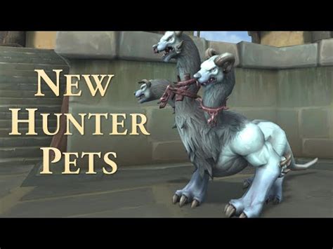 best pets for marksmanship hunter.